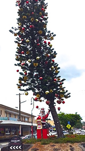 Santa is taking regular leave from his toy workshop to help prop up the leaning Christmas tree of Lismore.