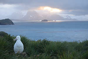Albatross in Antartica