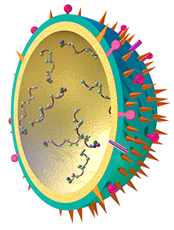 3-D illustration of a flu virus