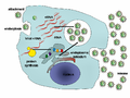 Simplified diagram of the Hepatitis C virus replication cycle