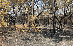 burnt landscape