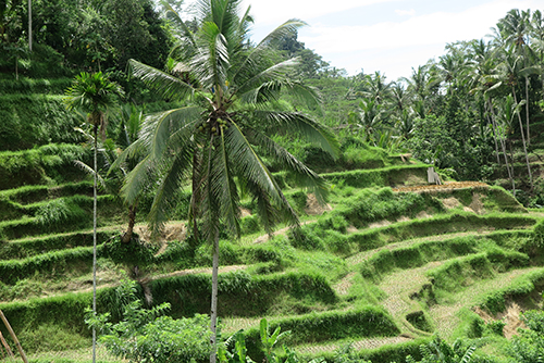 Bali- Tegalalang rice terraces