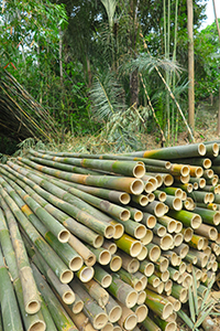 Bali- building bamboo