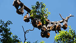 Flying foxes