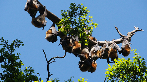 Flying Foxes