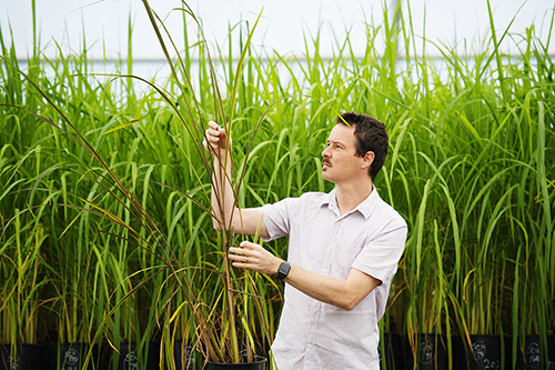 Associate Professor Tobias Kretzschmar of Southern Cross University with a black rice diversity panel growing in the polytunnel facility at NSW DPI Wollongbar.